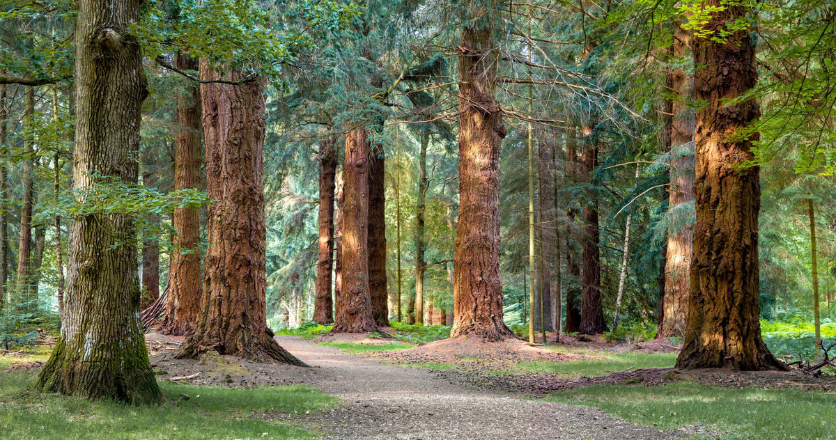 British Fires Deluxe Real Logs, hand-charred English oak logs set in a fuel bed