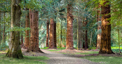British Fires Deluxe Real Logs, hand-charred English oak logs set in a fuel bed